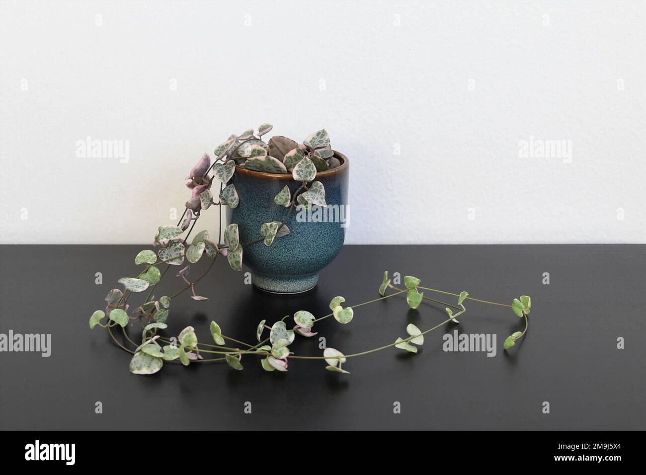 Verschiedene Herzschnur Hauspflanze (Ceropagia woodii variegata), in einem blauen Topf. Weinpflanze mit grünen, rosa und silbernen Blättern. Stockfoto