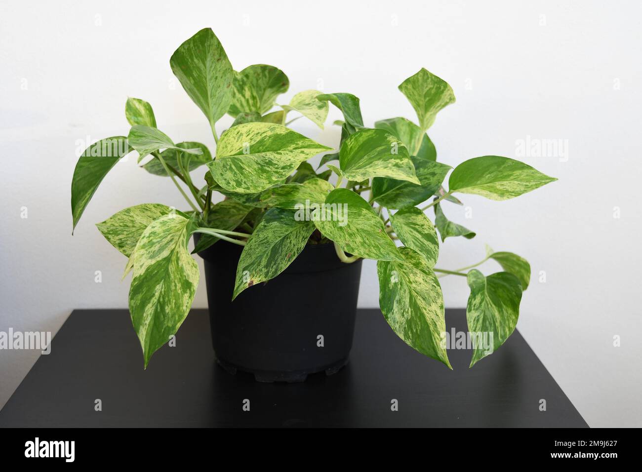 Marmorkönigin Pothos Hauspflanze (Epipremnum aureum). Isoliert auf weißem Hintergrund und schwarzem Tisch. Grüne und weiße Blattvariationen. Stockfoto