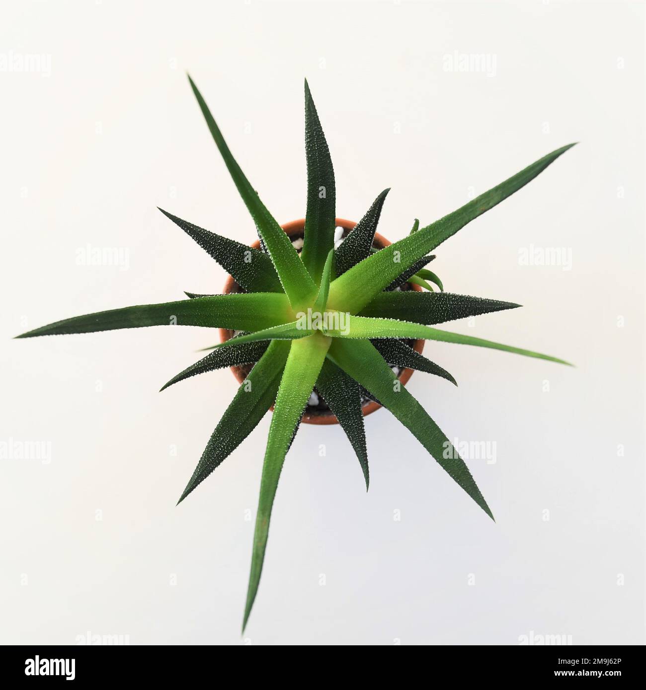 Haworthia-Hauspflanze in einem Terrakotta-Topf. Die Pflanze hat grüne Nadelblätter. Isoliert auf weißem Hintergrund, von oben aufgenommen. Stockfoto
