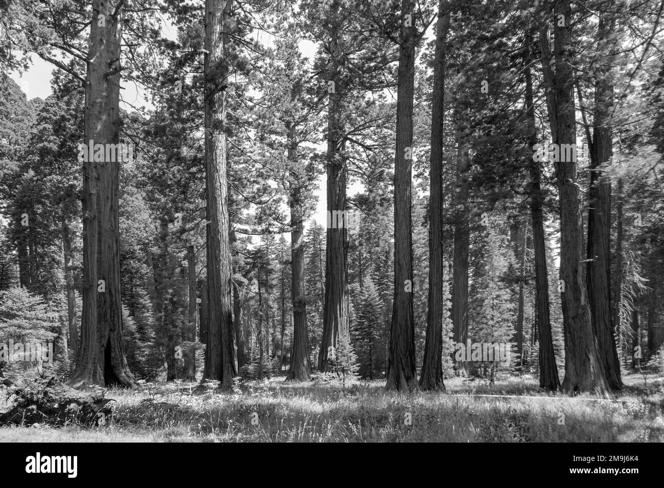 Die berühmten großen Mammutbäume stehen im Sequoia National Park, in der Gegend des Riesendorfes, in den großen berühmten mammutbäumen und mammutbäumen Stockfoto