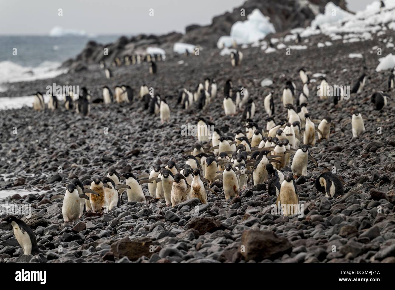 Adelie-Pinguine (Pygoscelis adeliae) am steinigen Strand auf Paulet Island im Weddell Sea, nahe der Spitze der antarktischen Halbinsel, Antar Stockfoto