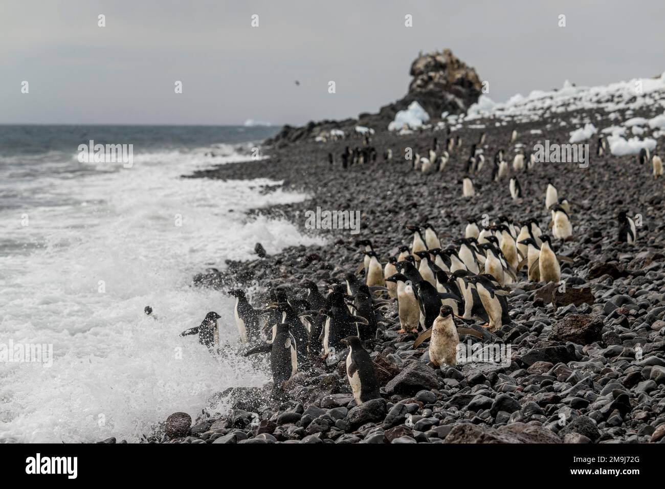 Adelie-Pinguine (Pygoscelis adeliae), die ins Meer springen, um auf Paulet Island im Weddell Sea, in der Nähe der Spitze der antarktischen Halbinsel, zu fressen; Stockfoto