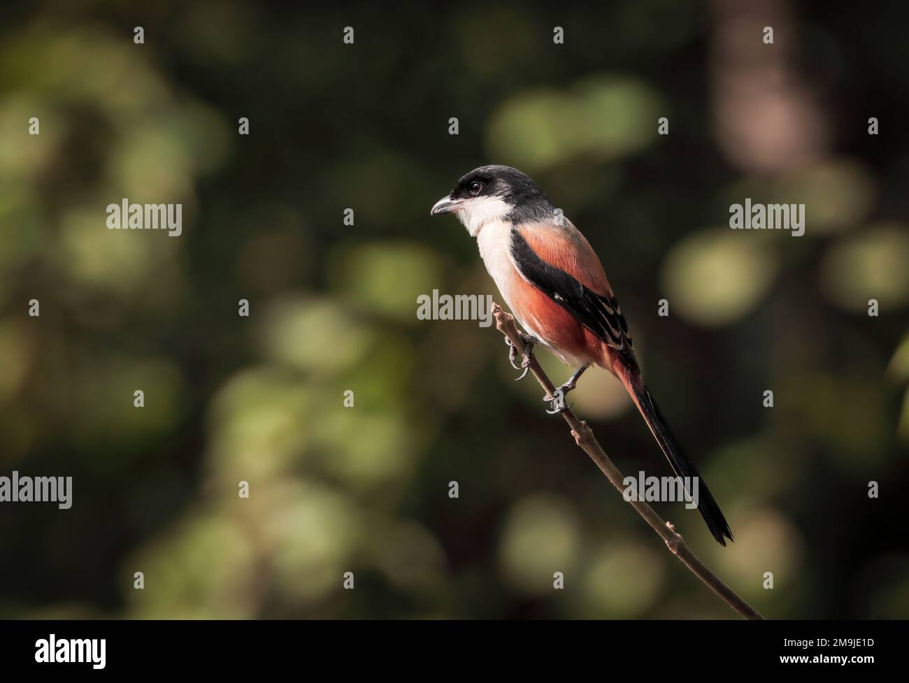 Langschwanzgarnele oder Rupus-Garnelen gehören zur Vogelfamilie Laniiidae, den Krabben. Stockfoto