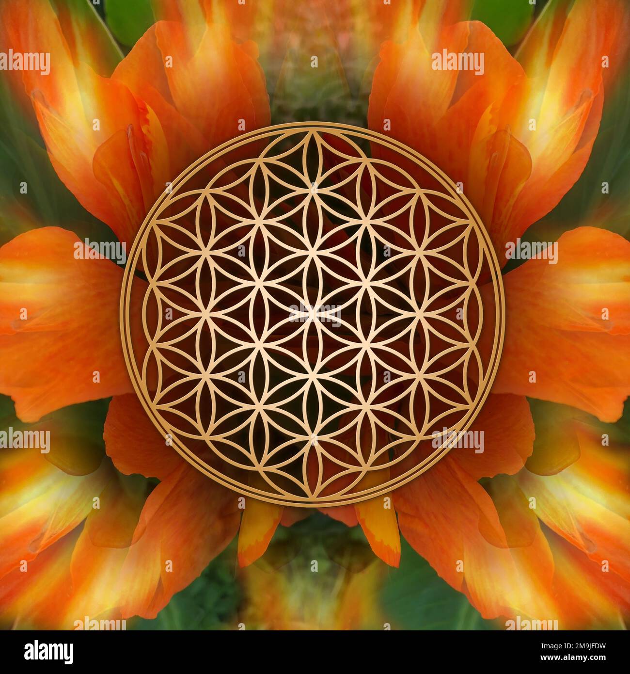 Blume des Lebens auf Canna-Blumen Hintergrund Stockfoto