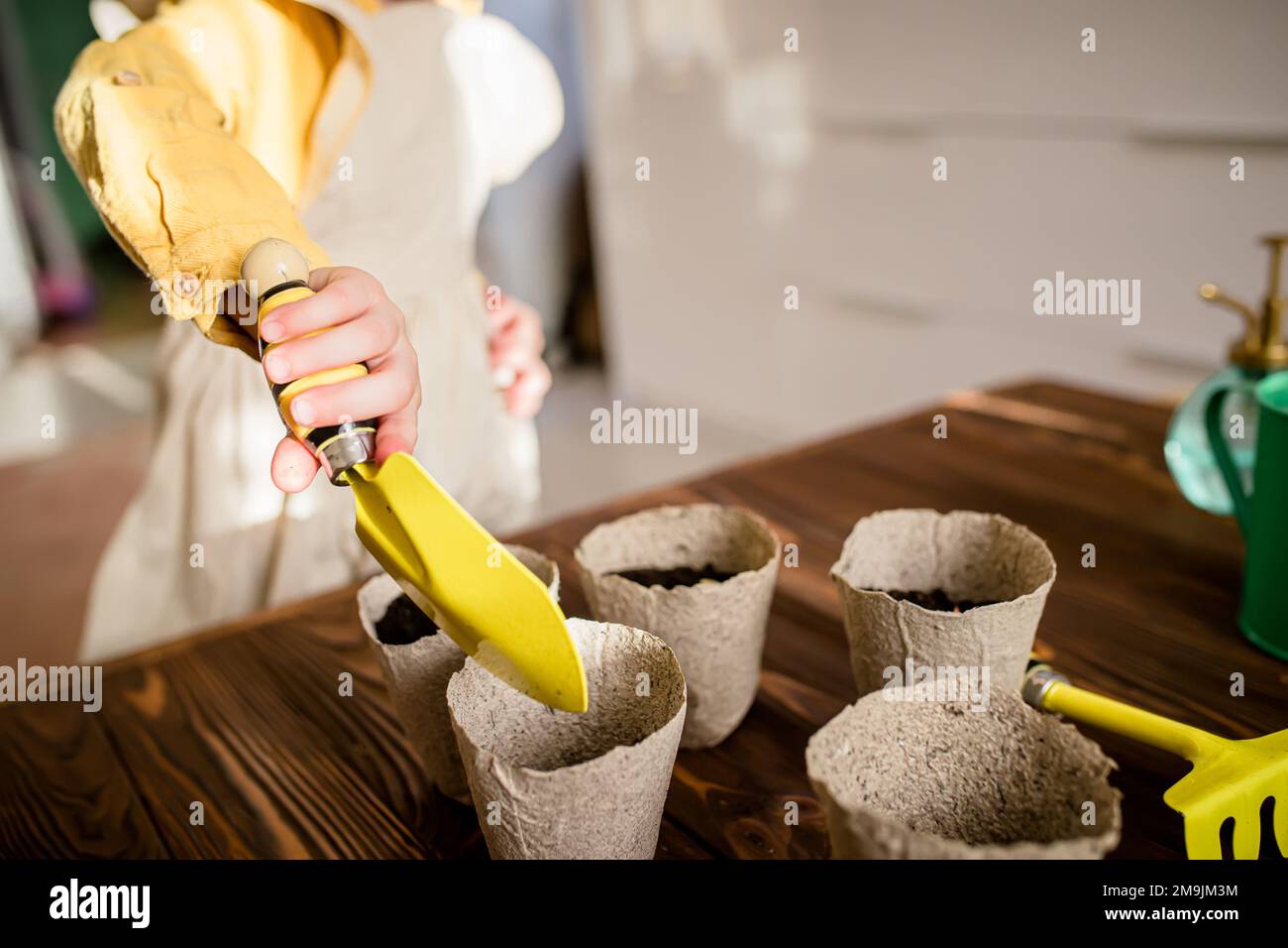 Ein gelbes Schulterblatt in den Händen eines Kleinbauern. Samen für den Anbau von Setzlingen im Winter im Wintergarten anpflanzen. Stockfoto