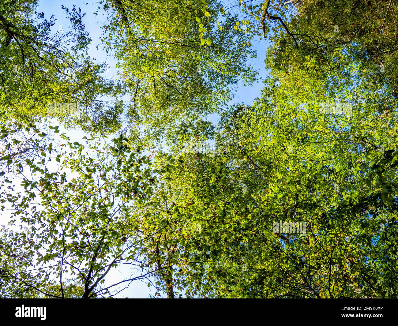 In North Carolina, USA, gibt es Bäume mit grünen Blättern Stockfoto