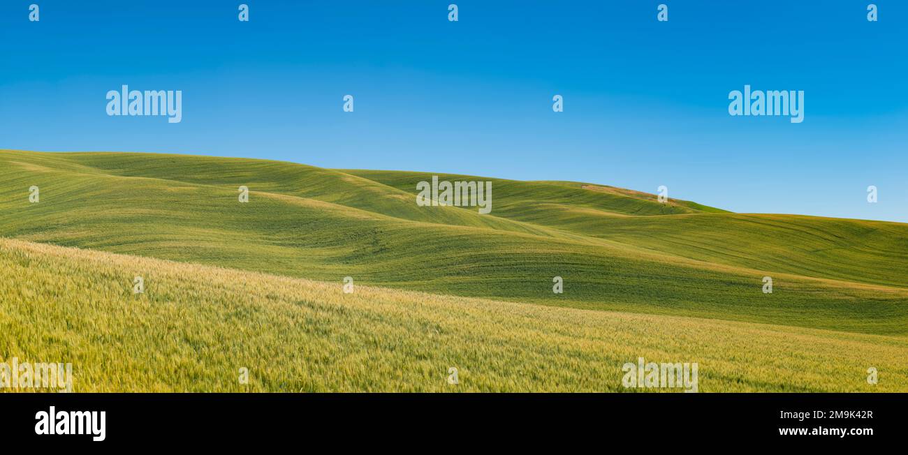 Grüne Felder in sanften Hügeln, Whitman County, Washington, USA Stockfoto