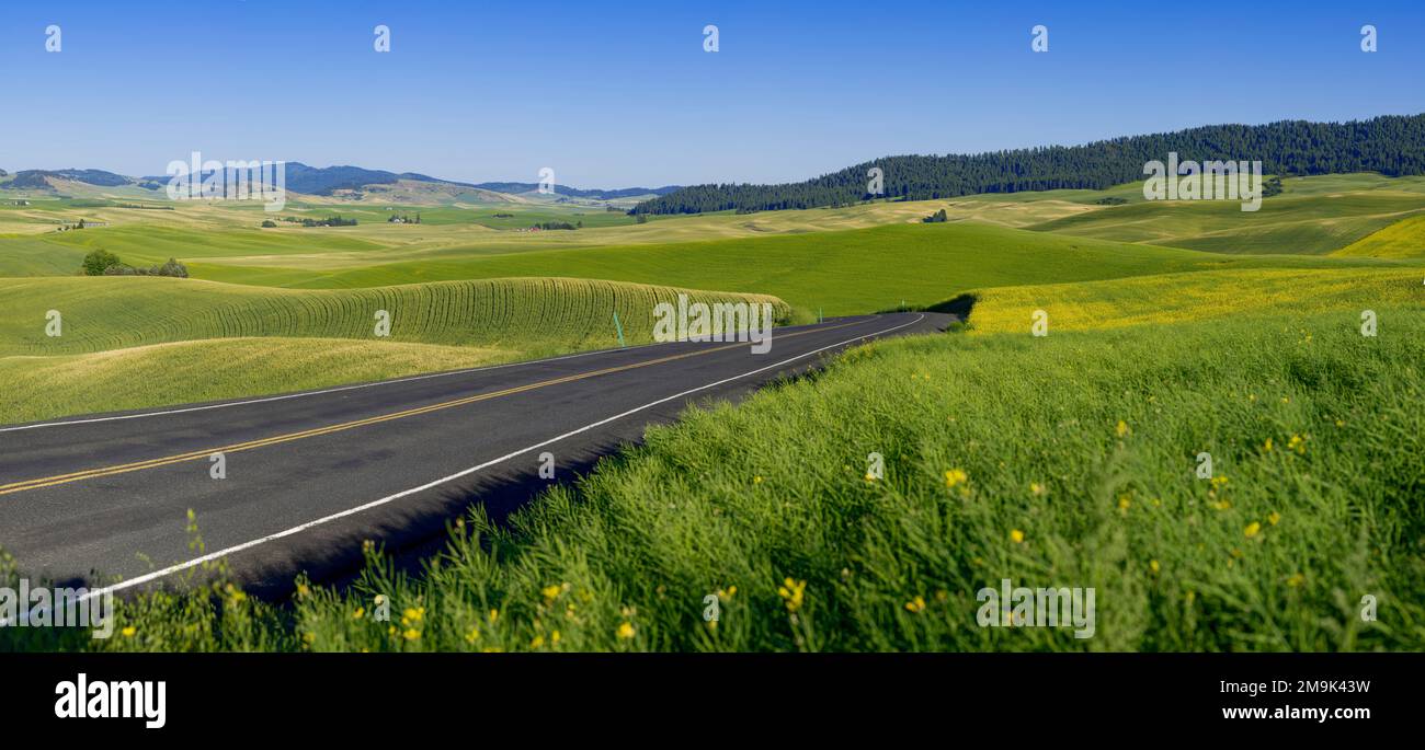 Clear Creek Road und sanfte Hügel mit Feldern, Palouse, Whitman County, Washington, USA Stockfoto