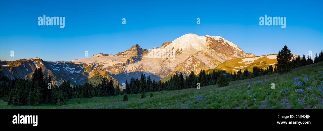 Mt. Rainier und Wiese, Mt. Rainier-Nationalpark, Washington State, USA Stockfoto