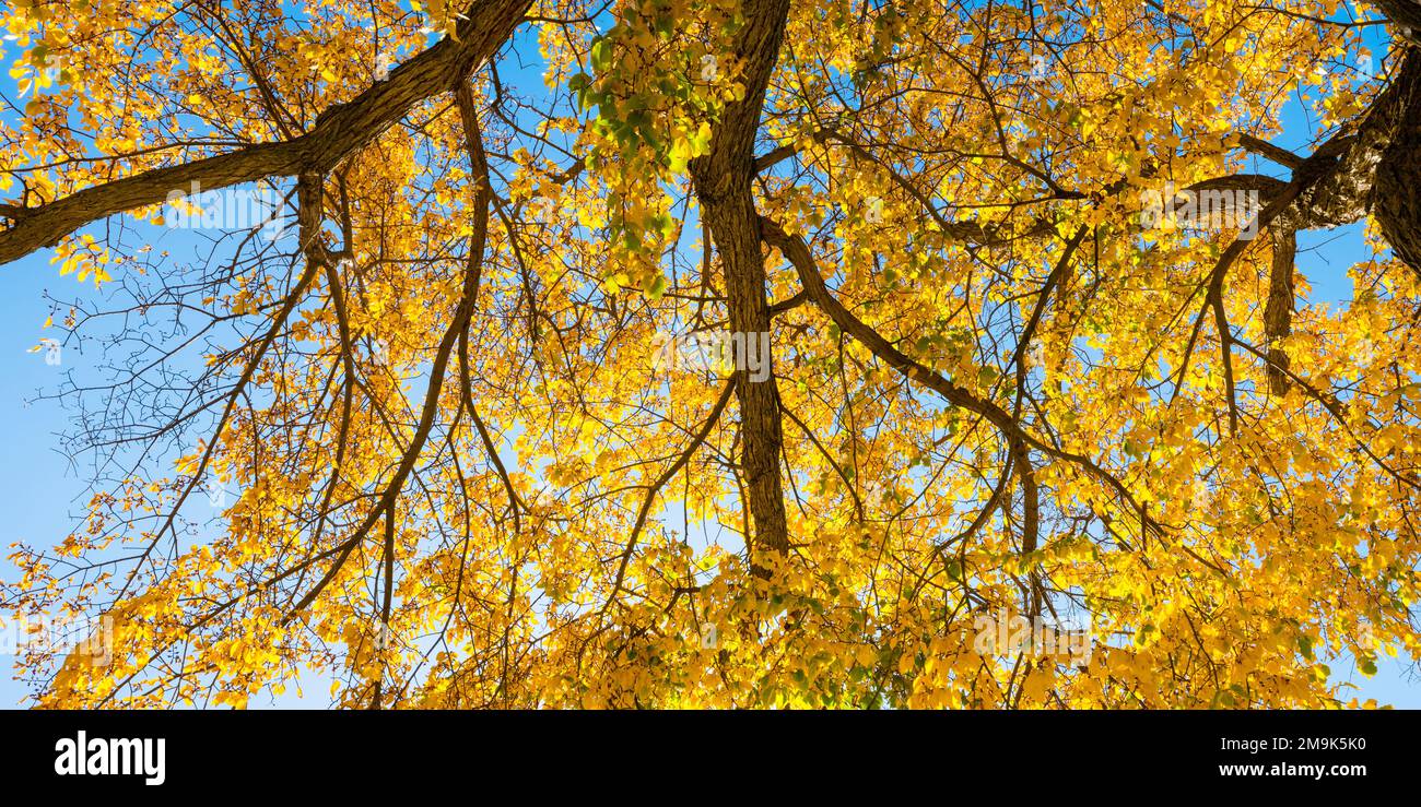 Elmäste mit gelben Blättern im Herbst Stockfoto