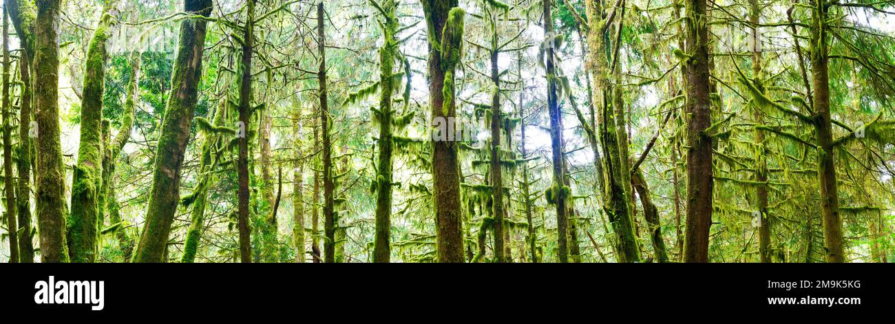 Bäume bedeckt mit grünem Moos, Pacific Rim National Park, Vancouver Island, British Columbia, Kanada Stockfoto
