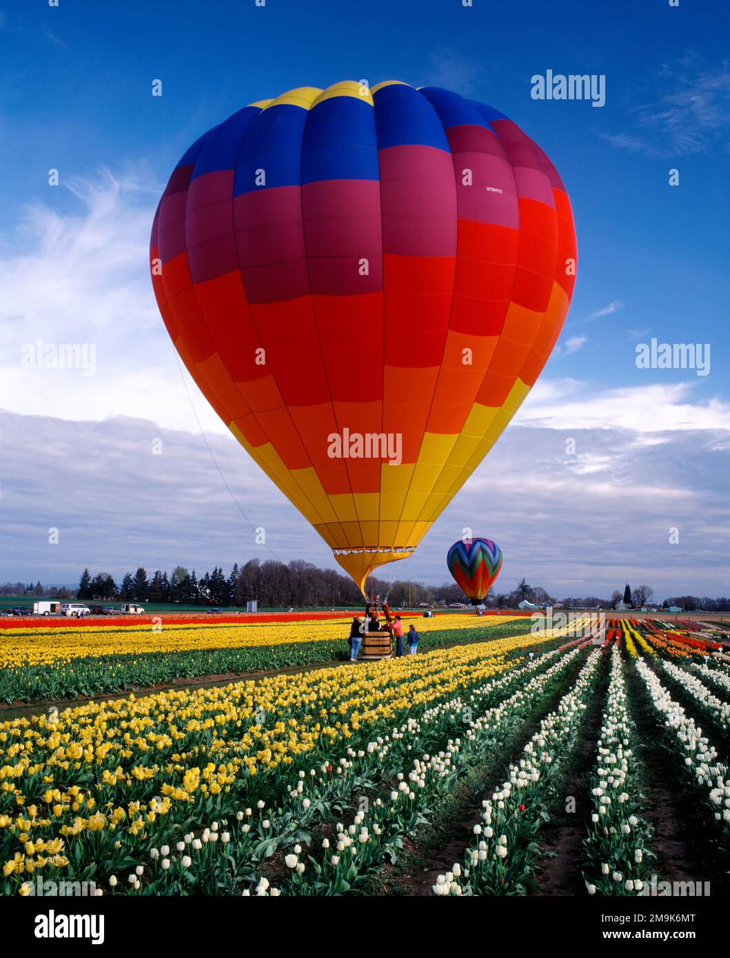 Heißluftballons über Tulpenfeldern, Clackamas County, Williamette Valley, Oregon, USA Stockfoto