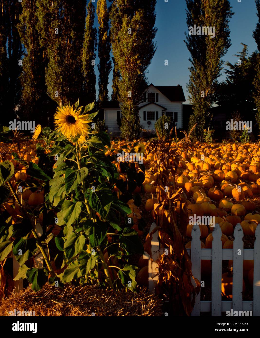 Kürbis und Sonnenblumen im Skagit Valley, Washington, USA Stockfoto