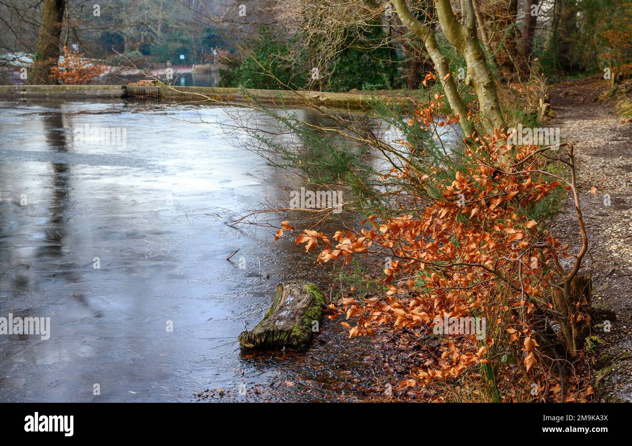 Einer der Keston-Teiche am Keston Common in der Nähe des Dorfes Keston in Kent, Großbritannien. Eine kalte Winterszene mit Eis auf der Oberfläche des Teichs. Stockfoto