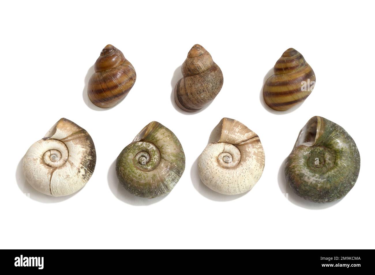 Meeresmuscheln isoliert auf weißem Hintergrund. Blick von oben Stockfoto