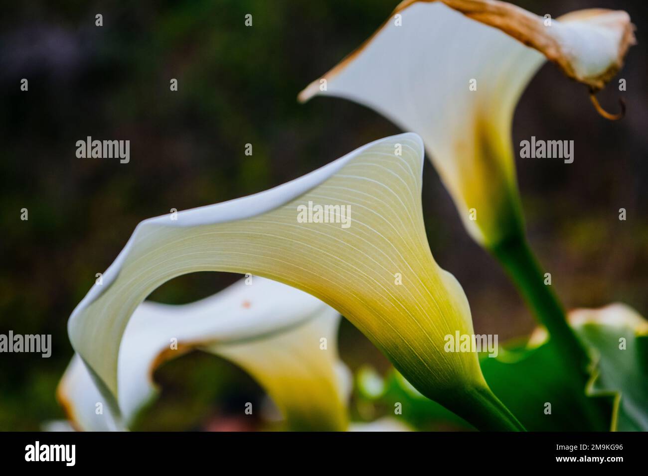 Nahaufnahme der Calla Lily (Zantedeschia) Stockfoto