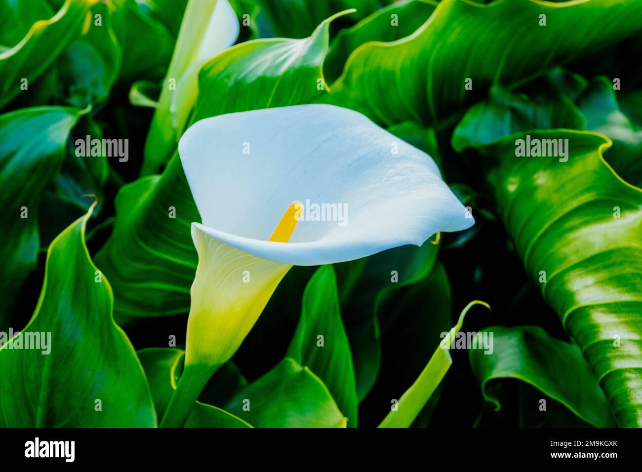 Nahaufnahme der Calla Lily (Zantedeschia) Stockfoto
