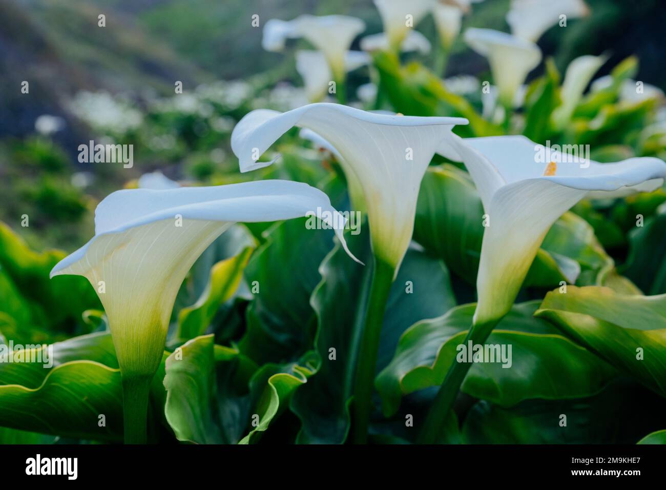 Nahaufnahme einer Gruppe von Calla-Lilien (Zantedeschia) Stockfoto