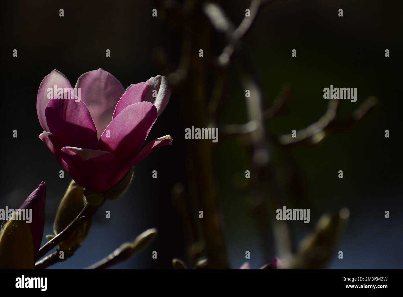 Die Magnolienblume im Juni wird im warmen Januar in Texas eröffnet Stockfoto