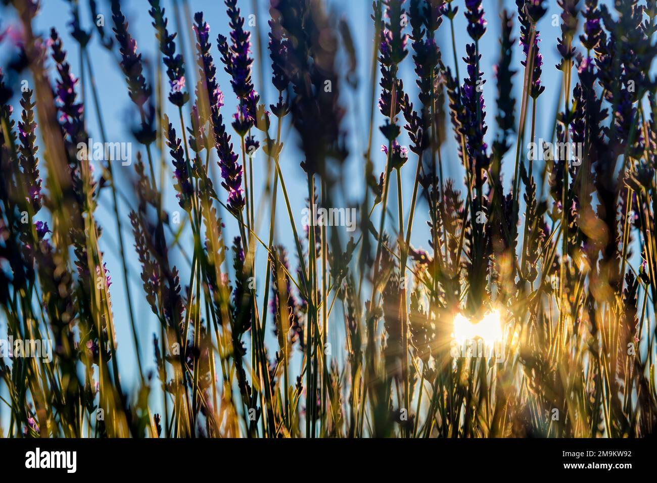 Nahaufnahme der Lavendelpflanze, Provence, Frankreich Stockfoto