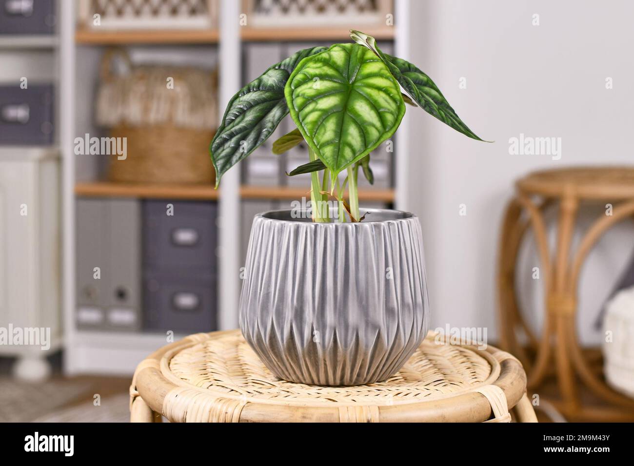 Topische „Alocasia Baginda Dragon Scale“-Hauspflanze im Blumentopf auf dem Tisch im Wohnzimmer des Boho Stylev Stockfoto