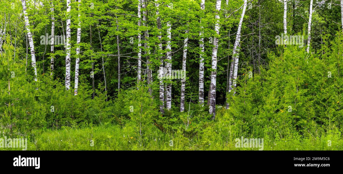 Bäume im Wald, Peninsula State Park, Door County, Wisconsin, USA Stockfoto