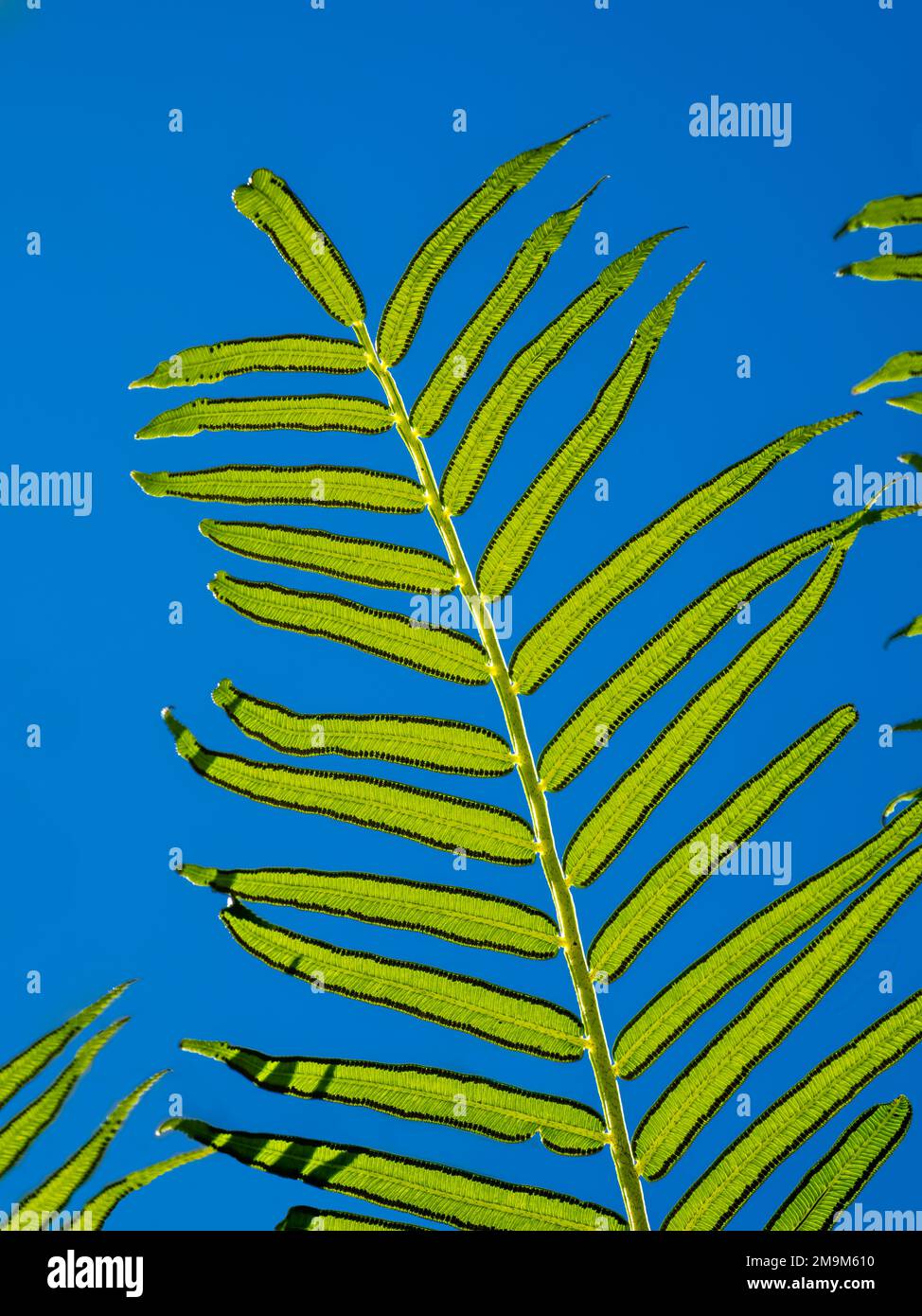 Nahaufnahme von Palmenblättern und blauem Himmel Stockfoto