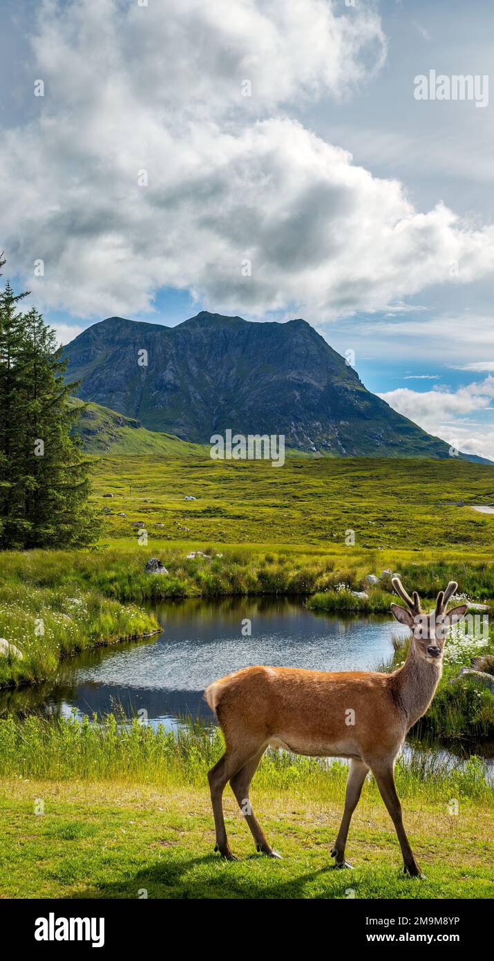 Hirsch vor dem Creag Dubh in Schottland, Großbritannien Stockfoto