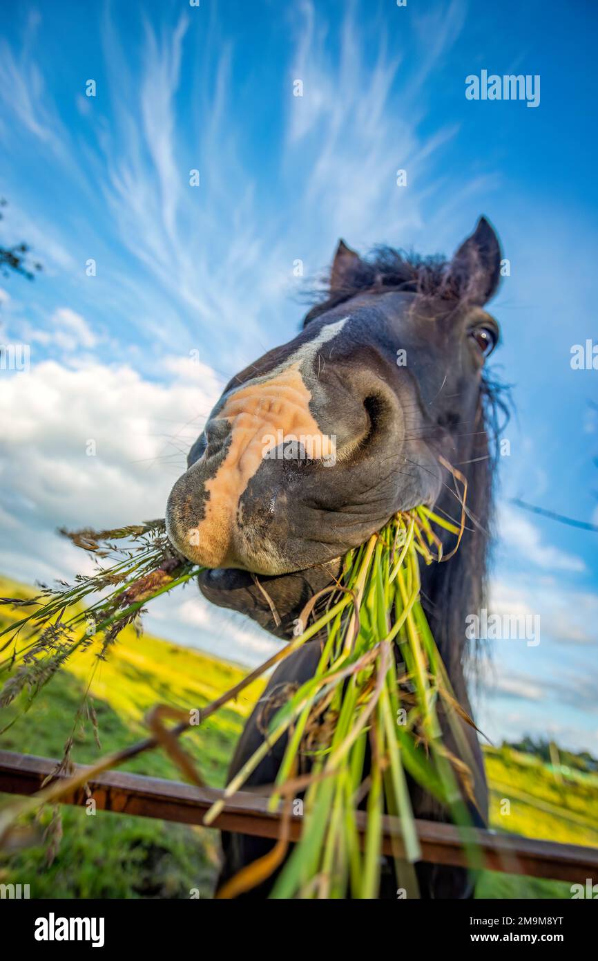 Porträt eines Pferdes, das Gras frisst Stockfoto