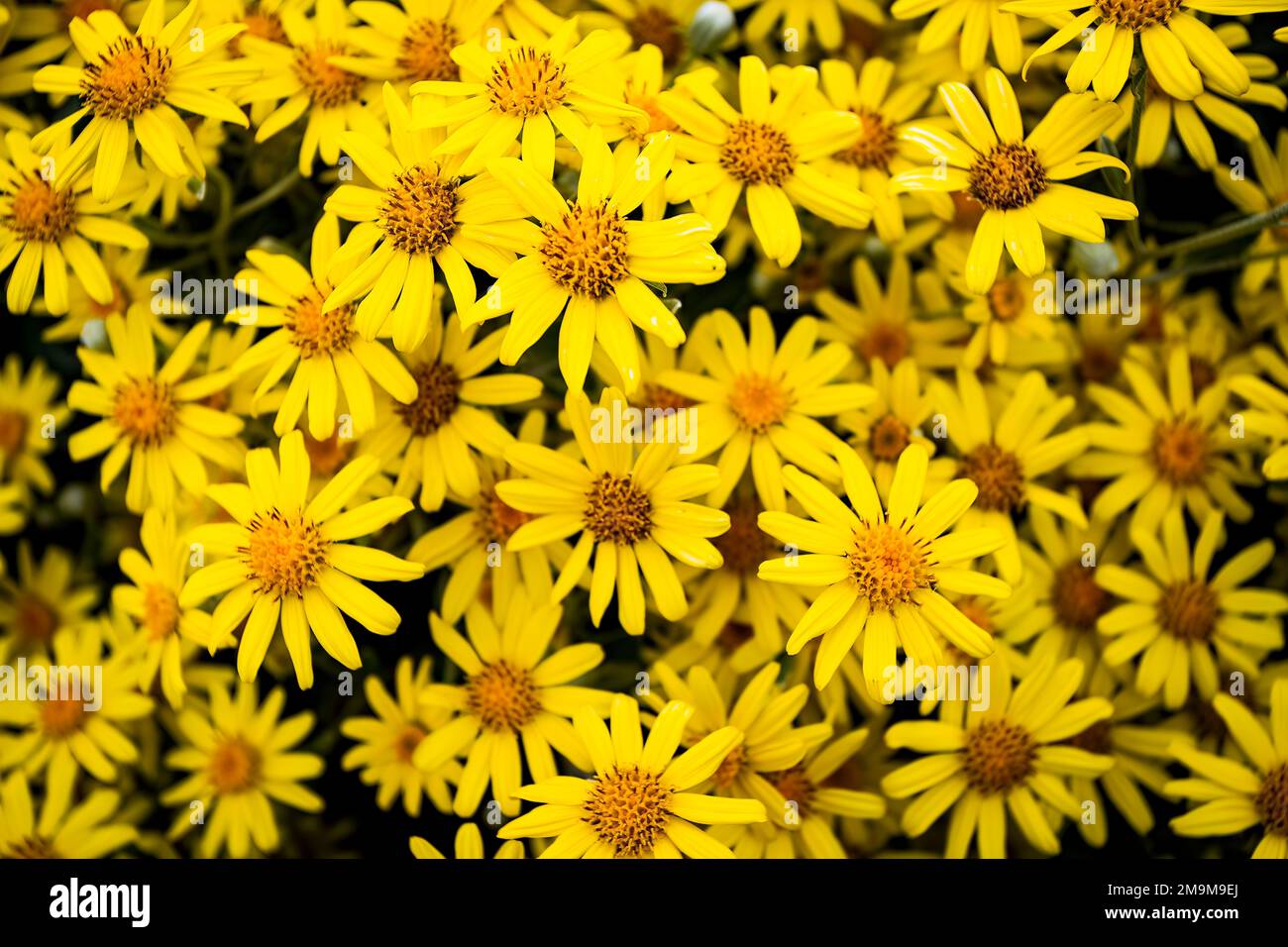 Nahaufnahme von Blumen, Schottland, Großbritannien Stockfoto