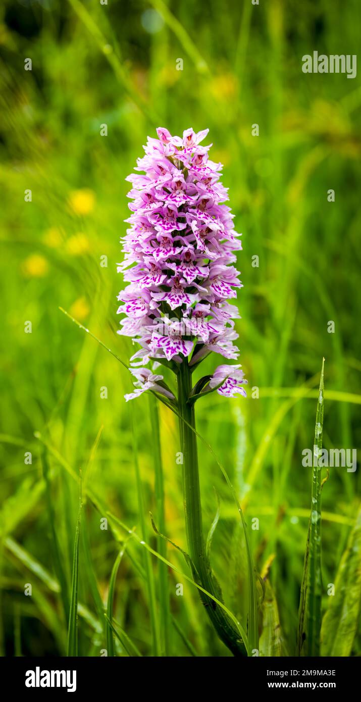 Nahaufnahme der hebridischen gepunkteten Orchidee Stockfoto