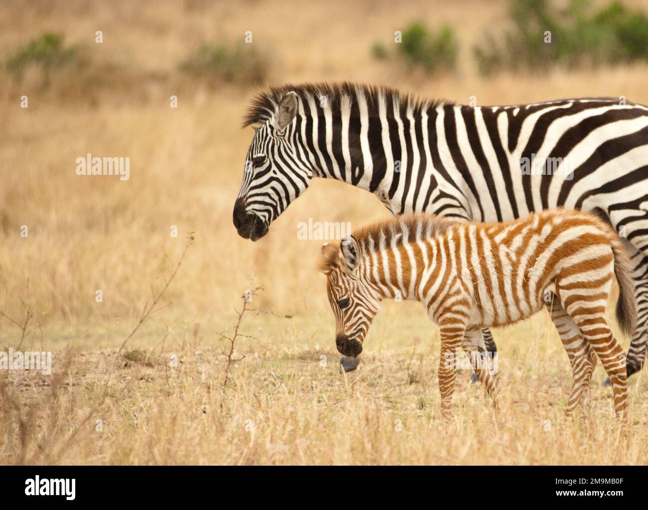 Zebra und Fohlen, Serengeti-Nationalpark, Tansania. Zebras werden oft mit braunen Streifen geboren, die sich mit zunehmender Reife zu schwarz verfärben. Stockfoto