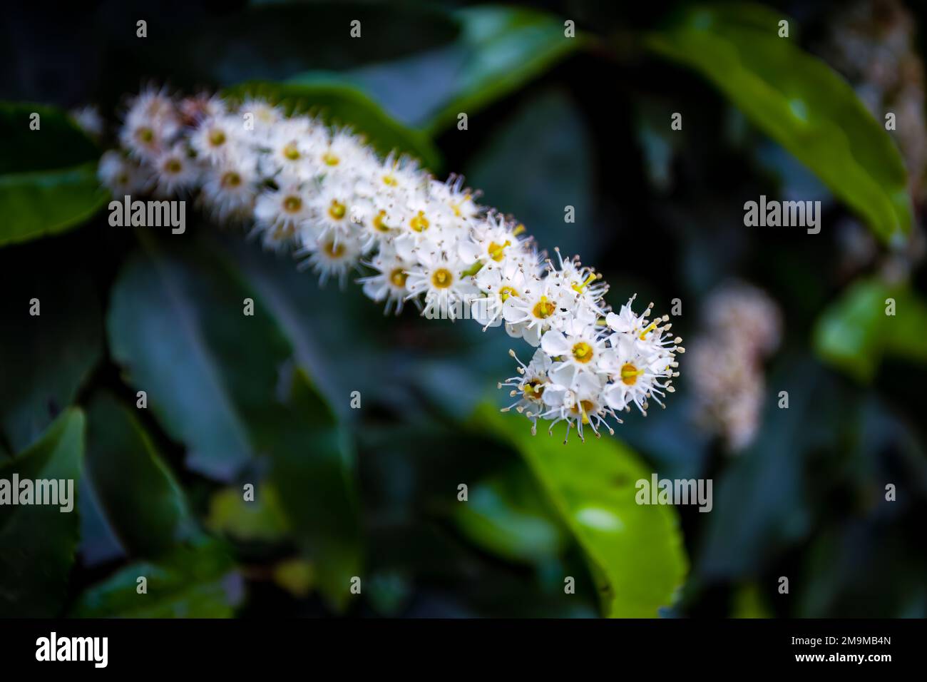 Nahaufnahme von Hedgerow Flower, Schottland, Großbritannien Stockfoto