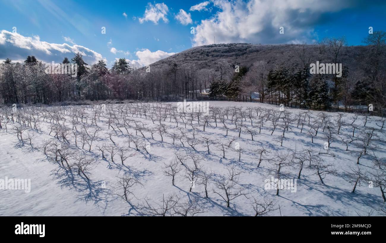 Obstgarten am Wintertag, Hope, Maine, USA Stockfoto