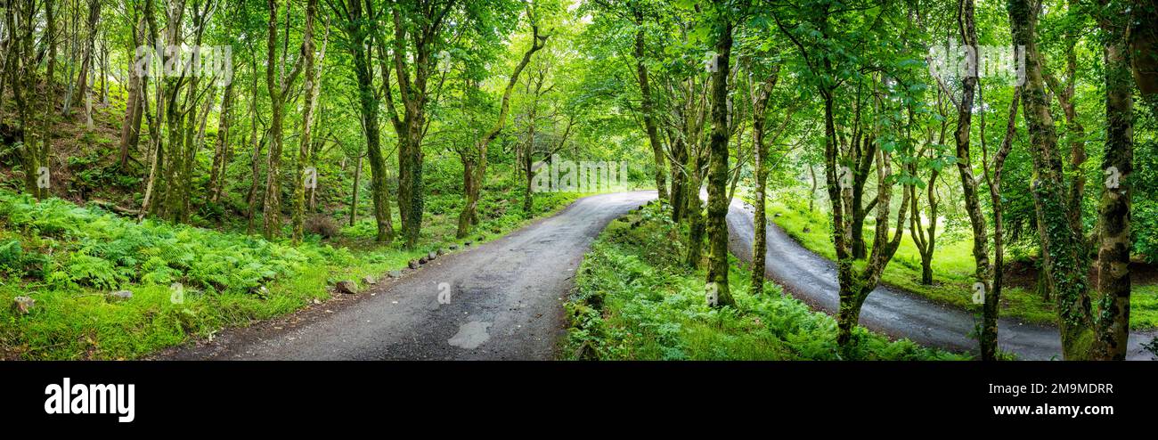 Straße zwischen Bäumen, Isle of Skye, Schottland, Vereinigtes Königreich Stockfoto