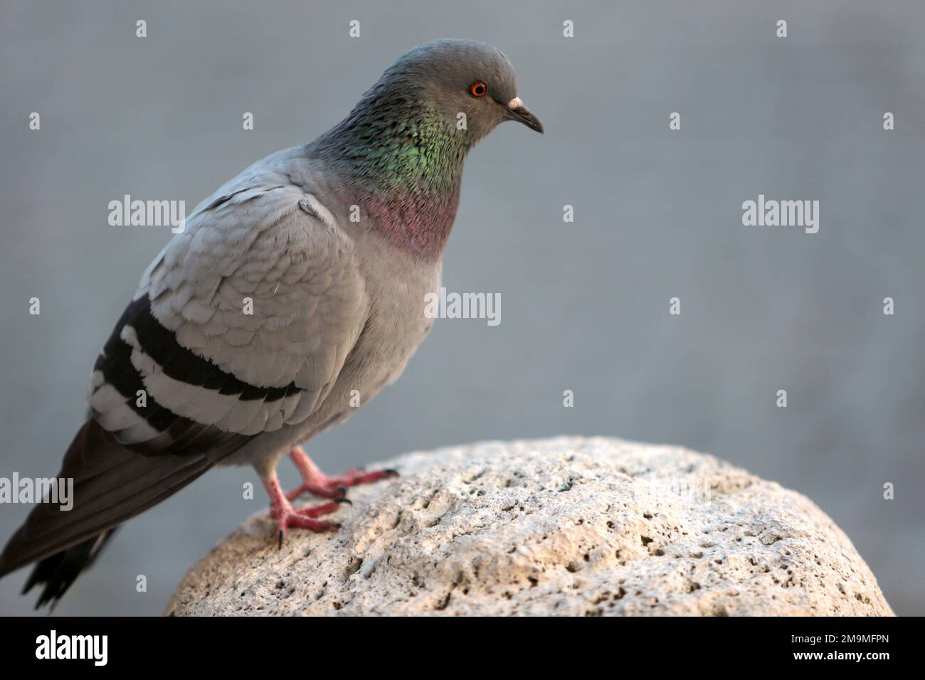 Oiseau europa -Fotos und -Bildmaterial in hoher Auflösung – Alamy