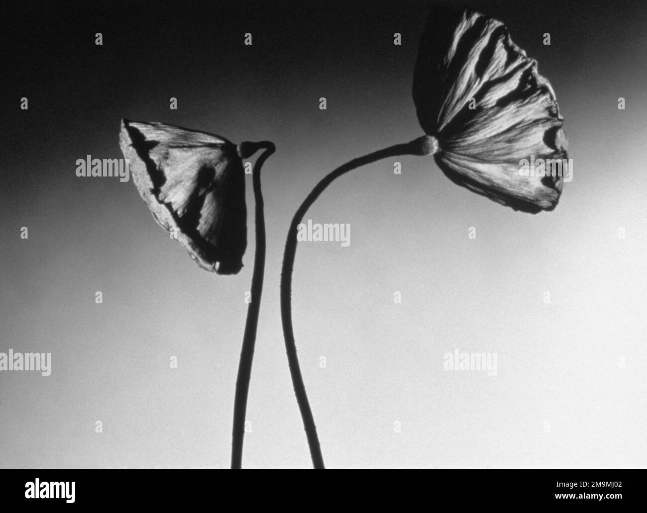 Schwarz-Weiß-Studioaufnahme von Lotusseelenschoten vor weißem Hintergrund Stockfoto