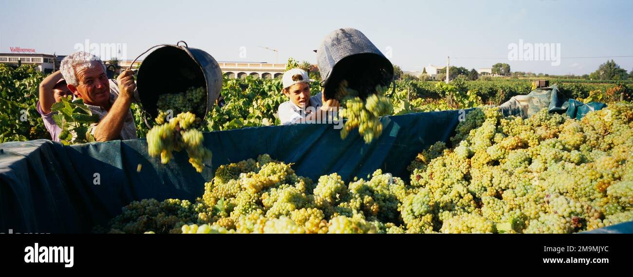 Bauern, die Trauben aus Eimern in einem Lastwagen in einem Weinberg in Spanien ausgießen Stockfoto