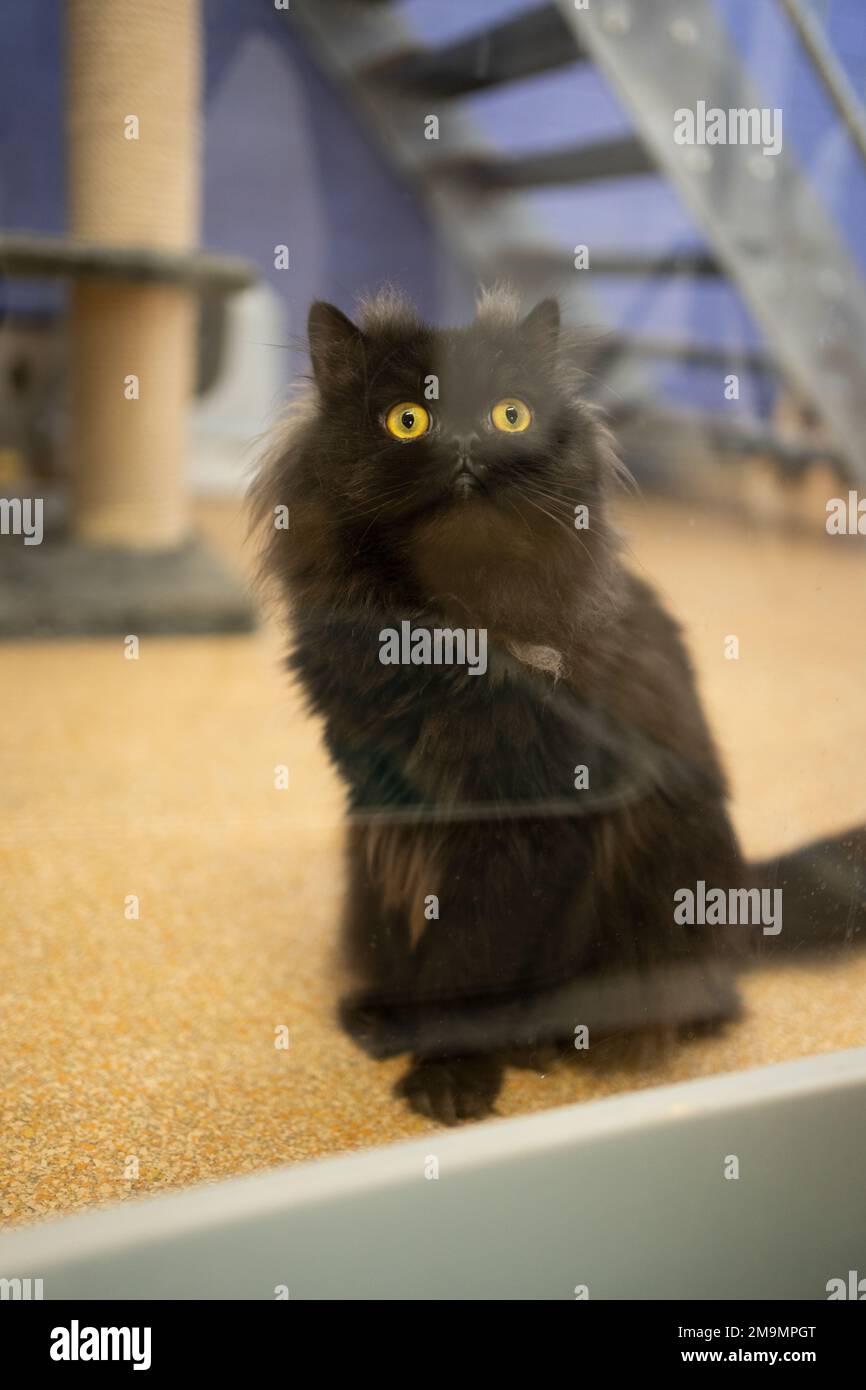 Flauschige schwarze persische Katze im Tierheim, die hinter dem Fenster sitzt und auf die Adoption wartet Stockfoto