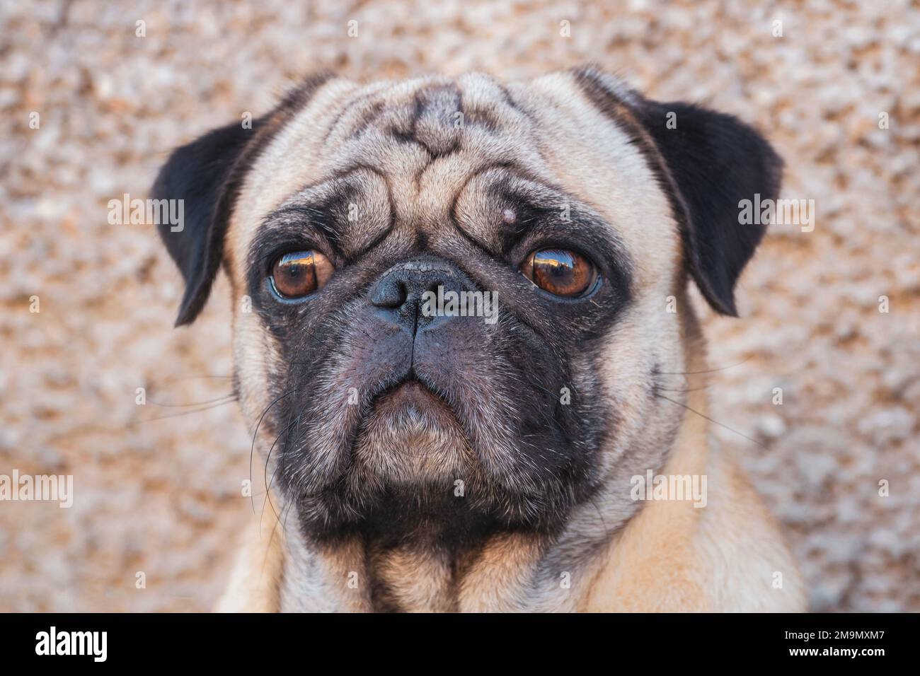 Ein Porträt eines einzigen weißen und schwarzen Pug Hundes, der sich draußen vermehrt. Stockfoto