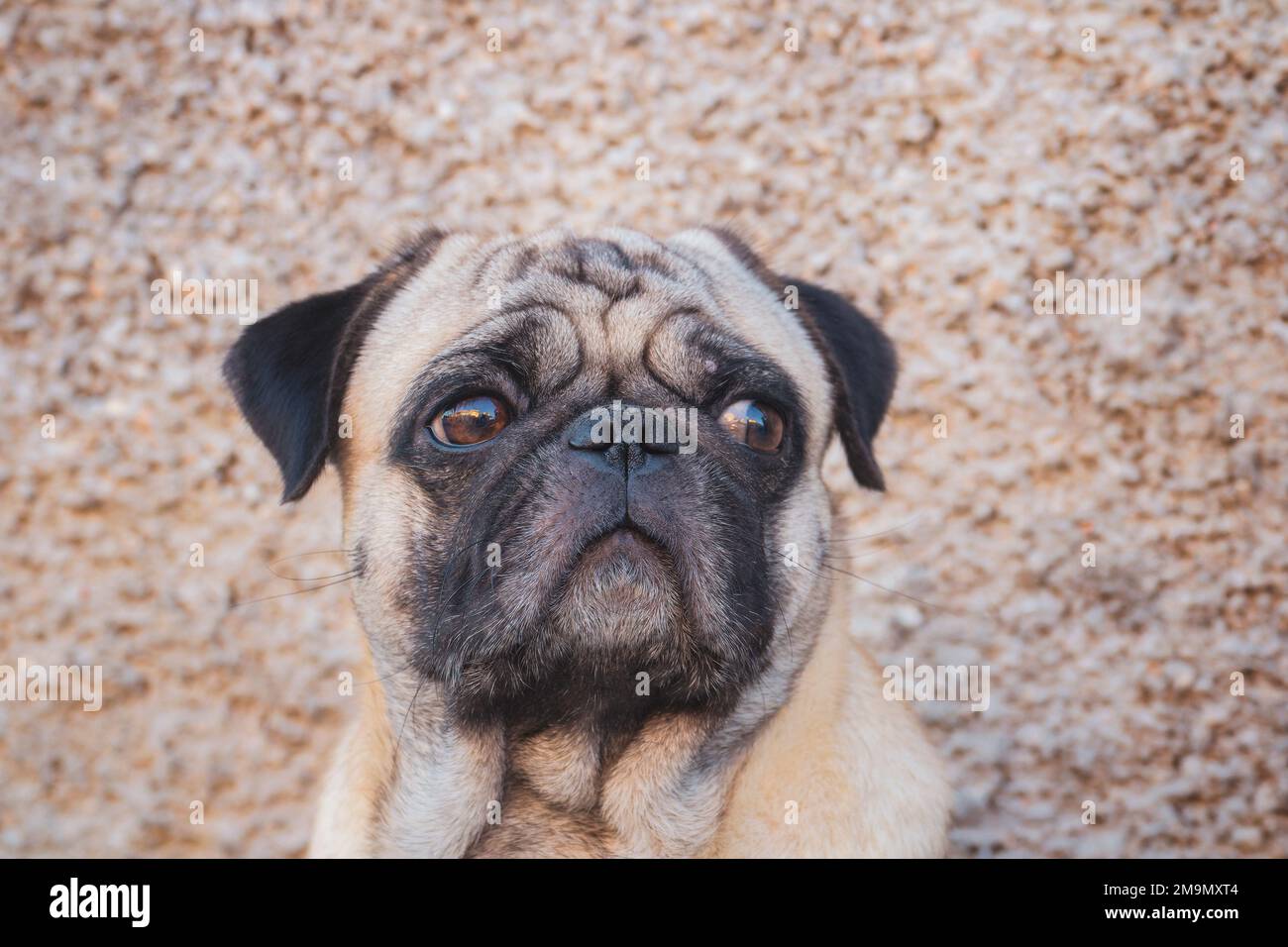 Ein Porträt eines einzigen weißen und schwarzen Pug Hundes, der sich draußen vermehrt. Stockfoto
