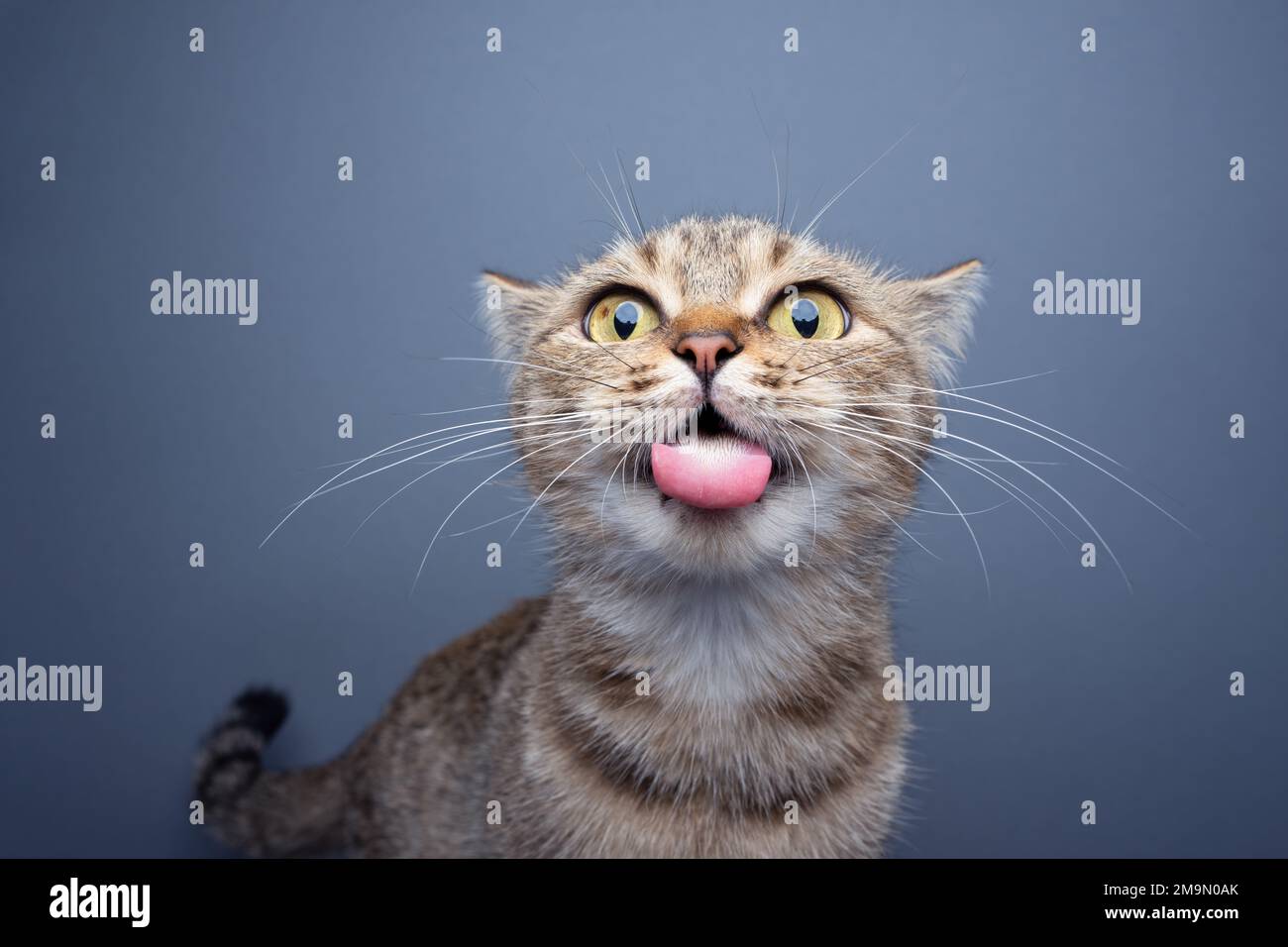 Eine dumme Katze macht ein lustiges Gesicht, die Zunge auf grauem Hintergrund mit Kopierraum herausragt Stockfoto