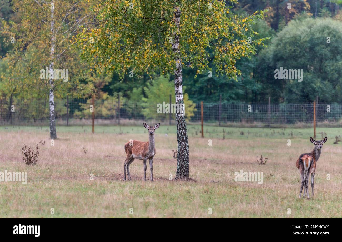 Junge Hirsche, die im Herbst auf einer Wiese grasen Stockfoto