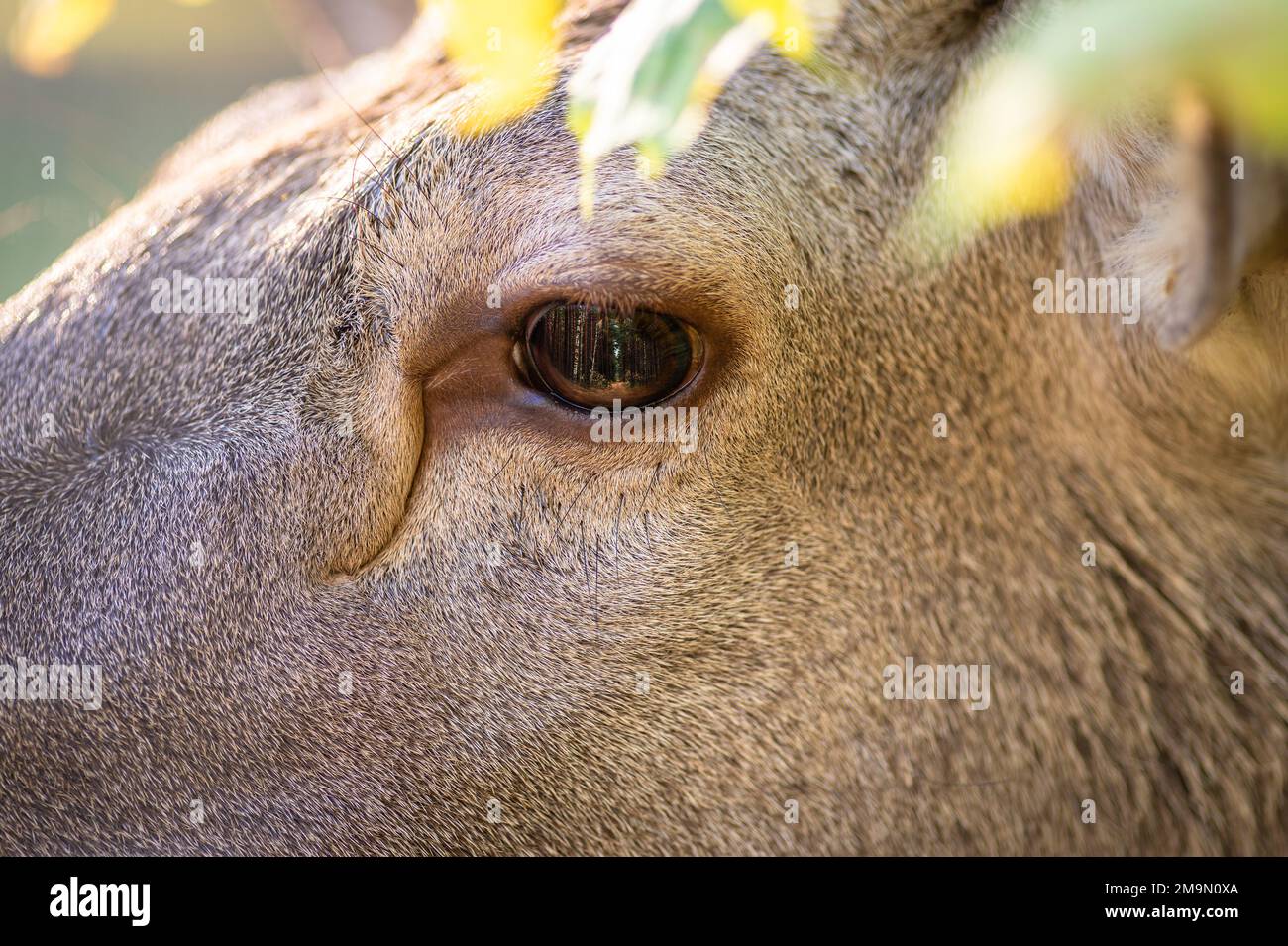 Nahaufnahme eines roten Hirschgesichts mit Fokus auf das Auge Stockfoto