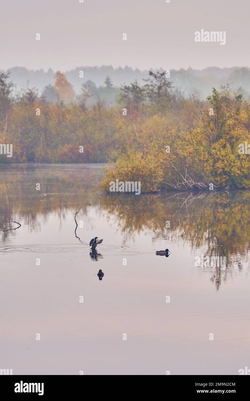 Enten auf Wasser im Sumpf. Hochwertiges Foto Stockfoto