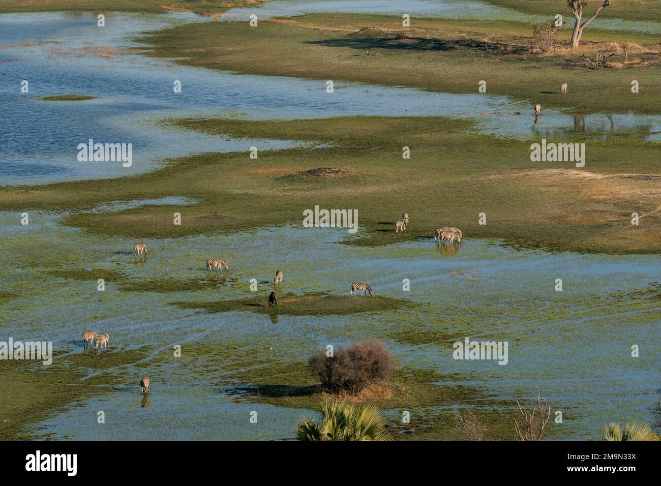 Aus der Vogelperspektive auf die Ebenen Zebras (Equus quagga), die im Okavango-Delta, Botsuana weiden. Stockfoto