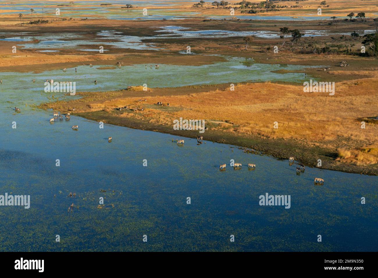 Aus der Vogelperspektive auf die Ebenen Zebras (Equus quagga), die im Okavango-Delta, Botsuana weiden. Stockfoto