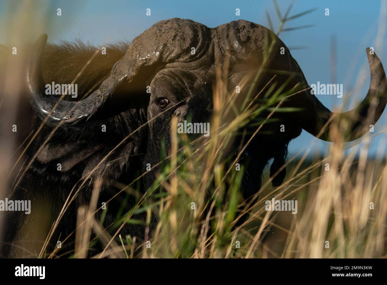 Cape Buffalo (Syncerus Caffer), Chobe-Nationalpark, Botsuana. Stockfoto
