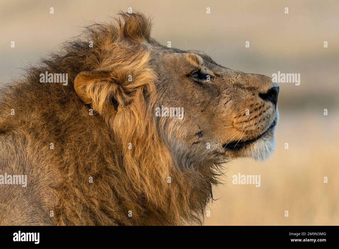 Löwen (Panthera leo) riechen, Savuti, Chobe-Nationalpark, Botsuana. Stockfoto