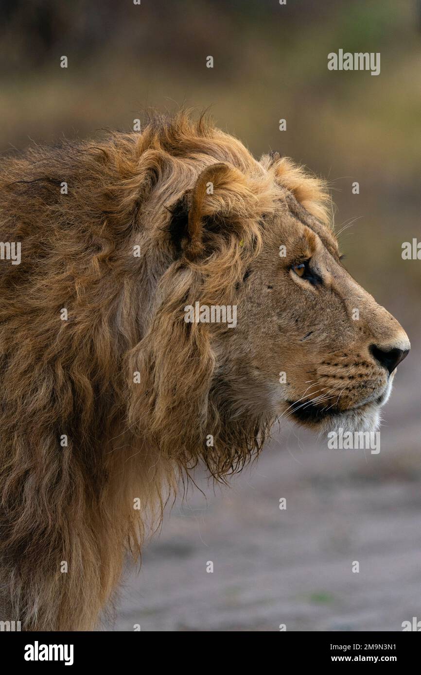 Lion (Panthera leo), Savuti, Chobe National Park, Botswana. Stockfoto